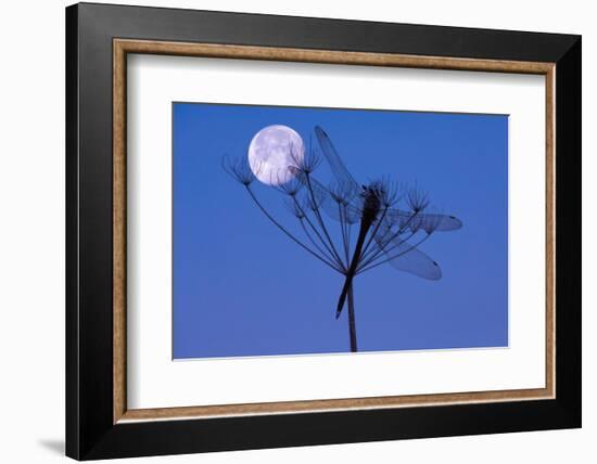 Dragonfly, Plant, Silhouette, Moon-Herbert Kehrer-Framed Photographic Print