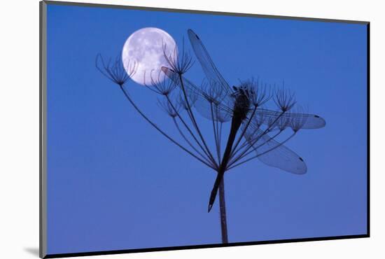 Dragonfly, Plant, Silhouette, Moon-Herbert Kehrer-Mounted Photographic Print