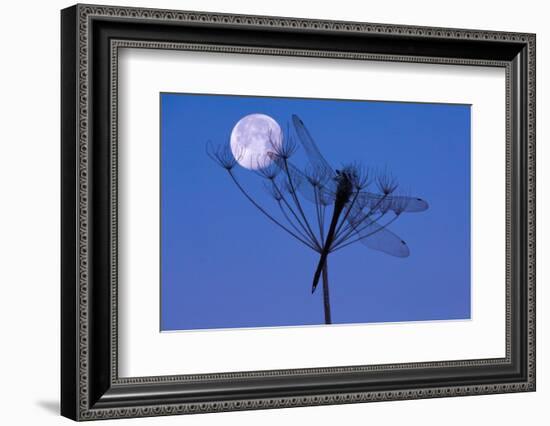 Dragonfly, Plant, Silhouette, Moon-Herbert Kehrer-Framed Photographic Print