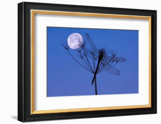 Dragonfly, Plant, Silhouette, Moon-Herbert Kehrer-Framed Photographic Print