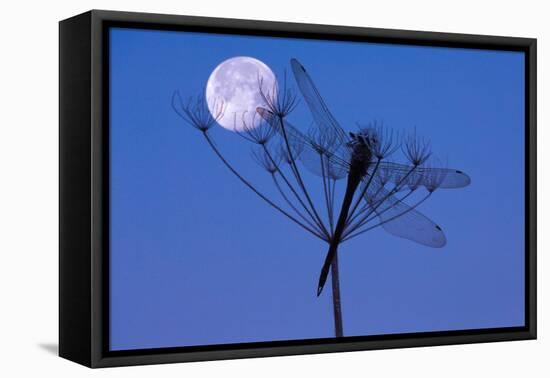 Dragonfly, Plant, Silhouette, Moon-Herbert Kehrer-Framed Premier Image Canvas