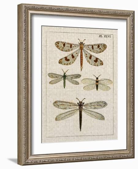 Dragonfly Study I-Vision Studio-Framed Art Print