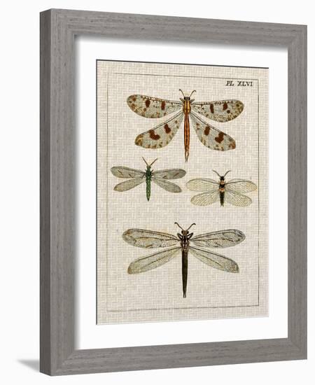 Dragonfly Study I-Vision Studio-Framed Art Print