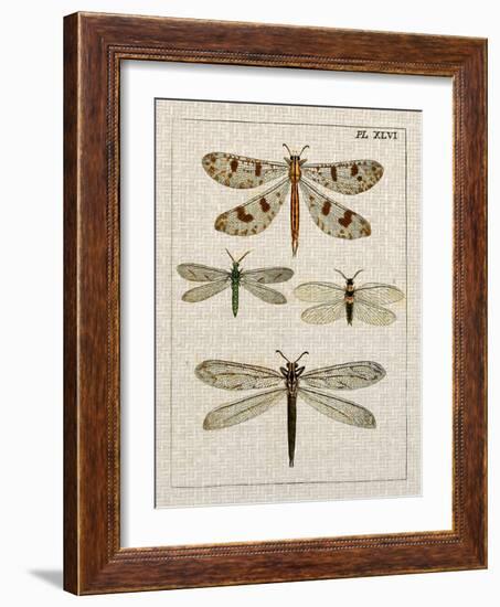 Dragonfly Study I-Vision Studio-Framed Art Print