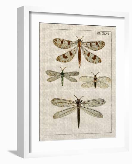 Dragonfly Study I-Vision Studio-Framed Art Print