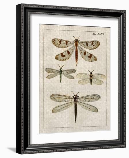 Dragonfly Study I-Vision Studio-Framed Art Print