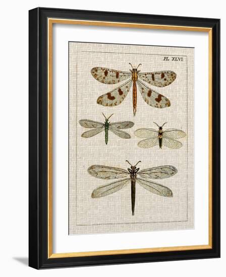 Dragonfly Study I-Vision Studio-Framed Art Print
