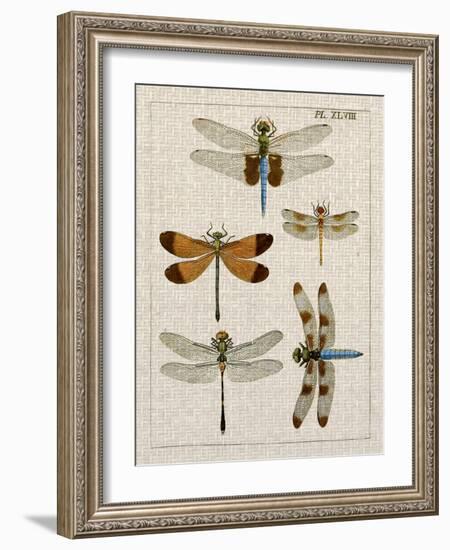Dragonfly Study II-Vision Studio-Framed Art Print