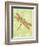 Dragonfly Wings-Bee Sturgis-Framed Art Print