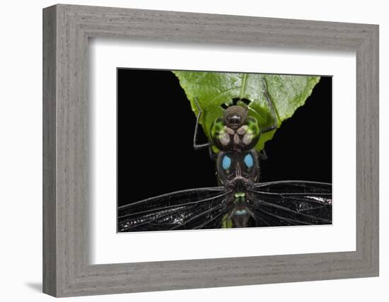 Dragonfly, Yasuni NP, Amazon Rainforest, Ecuador-Pete Oxford-Framed Photographic Print