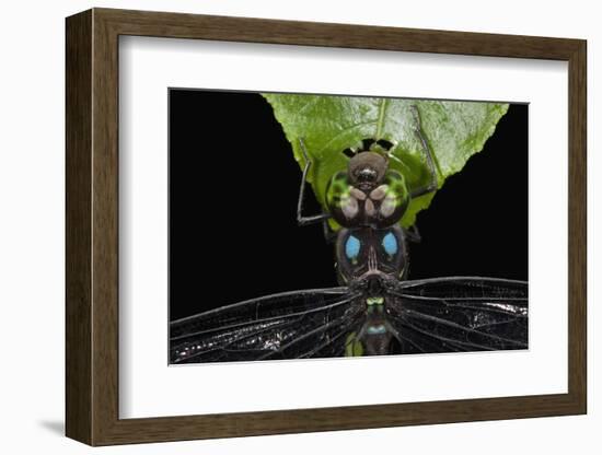 Dragonfly, Yasuni NP, Amazon Rainforest, Ecuador-Pete Oxford-Framed Photographic Print