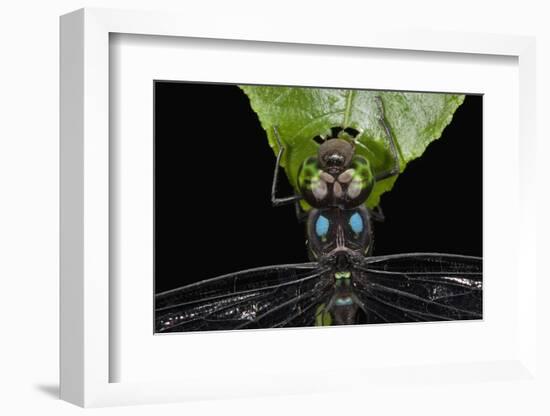 Dragonfly, Yasuni NP, Amazon Rainforest, Ecuador-Pete Oxford-Framed Photographic Print