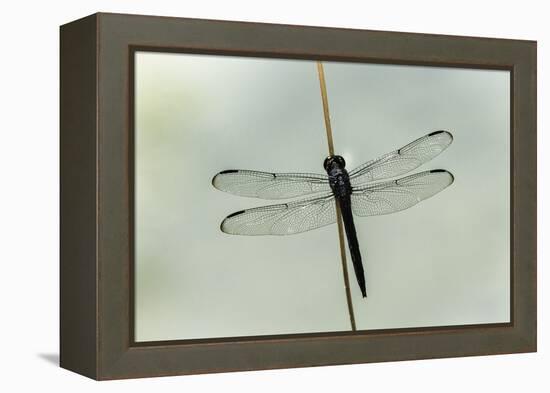 Dragonfly-Gary Carter-Framed Premier Image Canvas