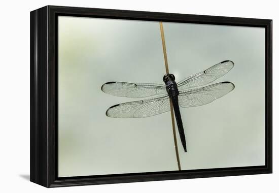 Dragonfly-Gary Carter-Framed Premier Image Canvas