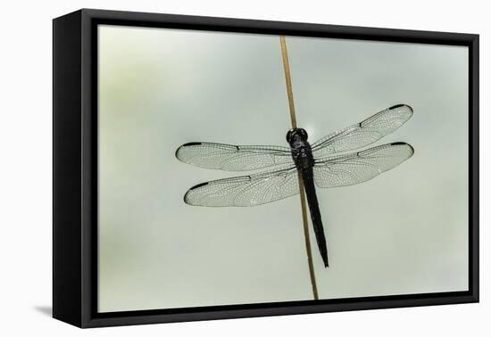 Dragonfly-Gary Carter-Framed Premier Image Canvas
