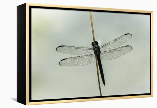 Dragonfly-Gary Carter-Framed Premier Image Canvas