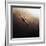 Dragonfly-Fulvio Pellegrini-Framed Photographic Print