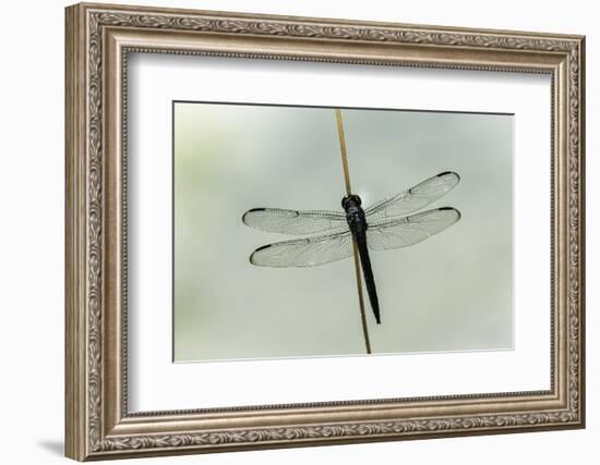 Dragonfly-Gary Carter-Framed Photographic Print