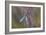 Dragonfly-Gordon Semmens-Framed Photographic Print