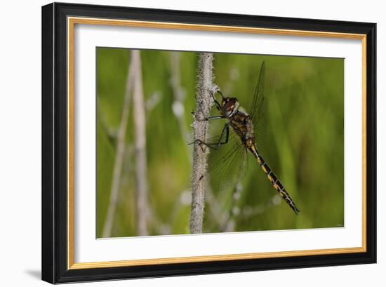 Dragonfly-Gordon Semmens-Framed Photographic Print