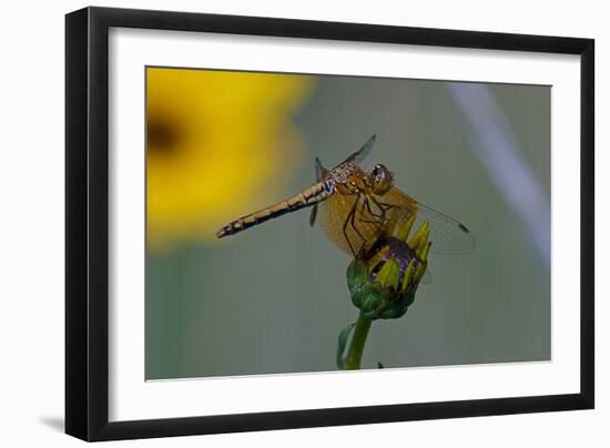 Dragonfly-Gordon Semmens-Framed Photographic Print