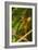 Dragonfly-Gordon Semmens-Framed Photographic Print