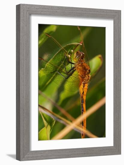 Dragonfly-Gordon Semmens-Framed Photographic Print