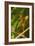 Dragonfly-Gordon Semmens-Framed Photographic Print