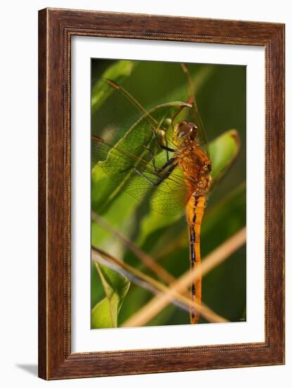 Dragonfly-Gordon Semmens-Framed Photographic Print