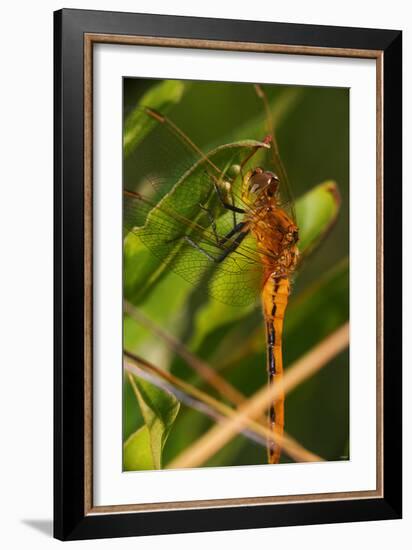 Dragonfly-Gordon Semmens-Framed Photographic Print