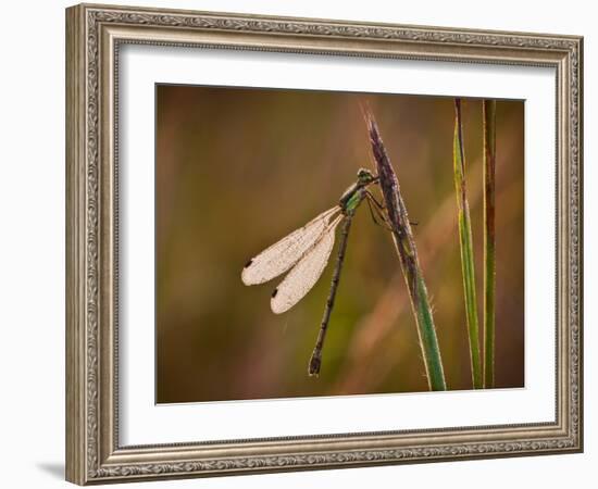 Dragonfly-Gordon Semmens-Framed Photographic Print