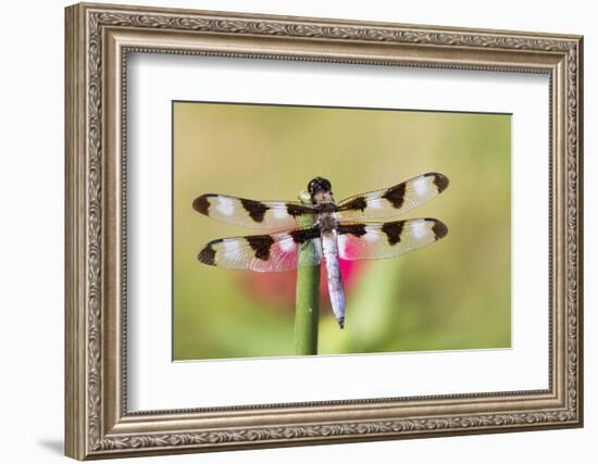 Dragonfly-null-Framed Photographic Print