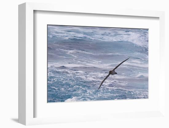 Drake Passage, Southern Ocean. Flying Light-Mantled Albatross-Janet Muir-Framed Photographic Print