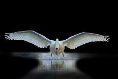 Swan with Open Wings, a Unique Moment, Spring Courtship-Drakuliren-Photographic Print