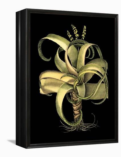 Dramatic Aloe I-Basilius Besler-Framed Stretched Canvas