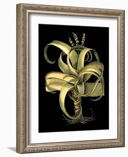 Dramatic Aloe I-Basilius Besler-Framed Art Print