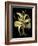 Dramatic Aloe I-Basilius Besler-Framed Art Print