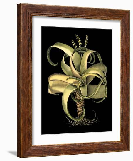 Dramatic Aloe I-Basilius Besler-Framed Art Print