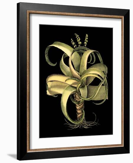 Dramatic Aloe I-Basilius Besler-Framed Art Print