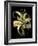 Dramatic Aloe I-Basilius Besler-Framed Art Print