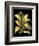 Dramatic Aloe II-Basilius Besler-Framed Art Print