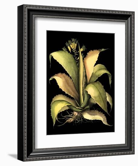 Dramatic Aloe II-Basilius Besler-Framed Art Print