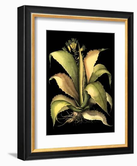 Dramatic Aloe II-Basilius Besler-Framed Art Print