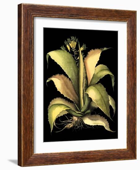 Dramatic Aloe II-Basilius Besler-Framed Art Print