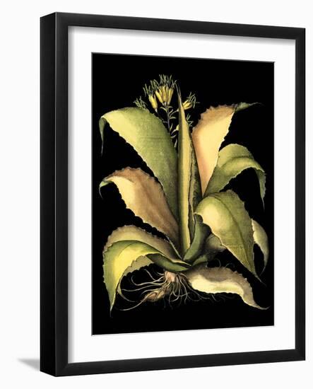 Dramatic Aloe II-Basilius Besler-Framed Art Print