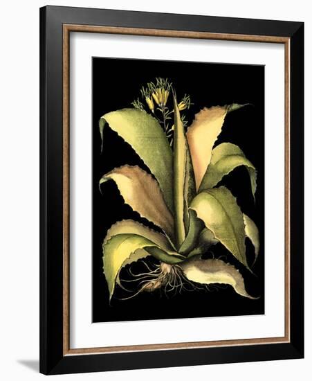 Dramatic Aloe II-Basilius Besler-Framed Art Print