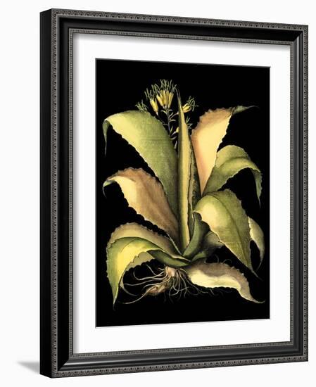 Dramatic Aloe II-Basilius Besler-Framed Art Print