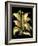 Dramatic Aloe II-Basilius Besler-Framed Art Print