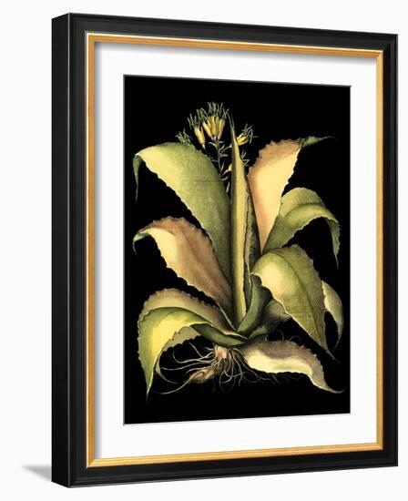 Dramatic Aloe II-Basilius Besler-Framed Art Print