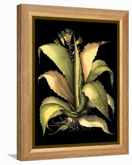 Dramatic Aloe II-Basilius Besler-Framed Stretched Canvas